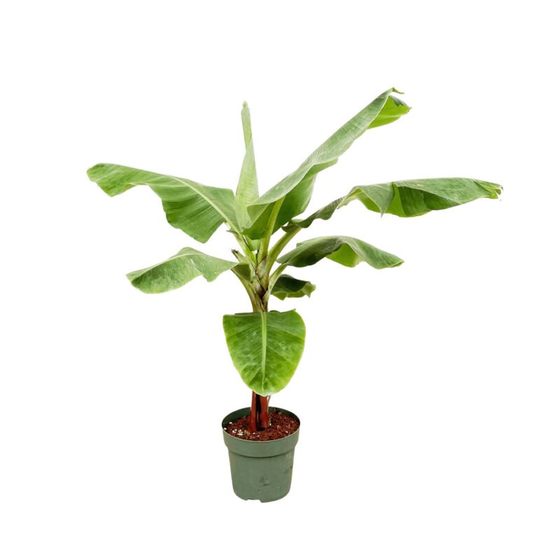 Bananenplant (Musa) 170cm - Kamerplant