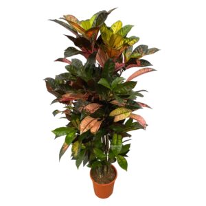 Codiaeum (Croton) Iceton vertakt 120cm - Kamerplant