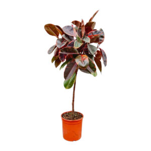 Ficus Elastica Belize op stam 130cm - Kamerplant