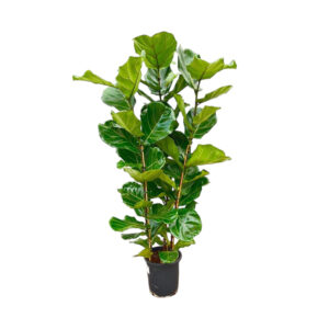 Ficus Lyrata struik 155cm - Kamerplant