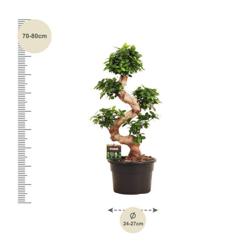 Ficus Microcarpa Ginseng 80cm Formaat - Kamerplant