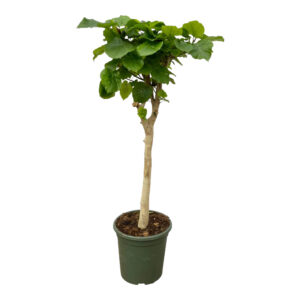 Ficus Umbellata stam 180cm - Kamerplant