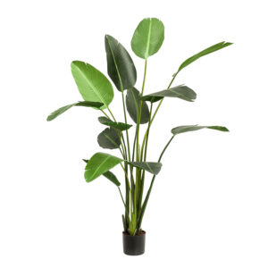 Kunstplant Strelitzia Nicolai (Paradijsvogelbloem) 230cm