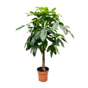 Pachira Aquatica 170cm - Kamerplant