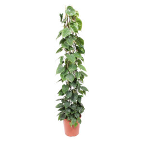 Philodendron Scandens gaasrek 160cm - Kamerplant