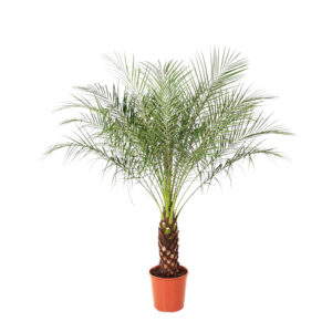 Phoenix Roebelenii 160cm - Kamerplant