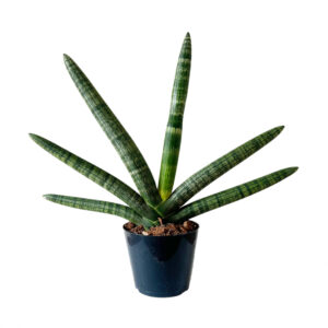 Sansevieria Skyline 25cm - Kamerplant