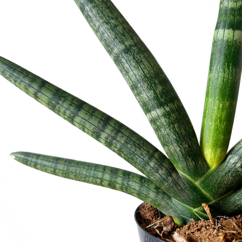 Sansevieria Skyline 25cm Detail - Kamerplant