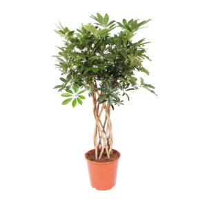 Schefflera Arboricola Compacta gevlochten stam 130cm - Kamerplant