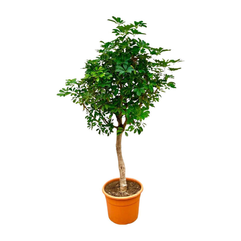 Schefflera op stam 210cm - Kamerplant