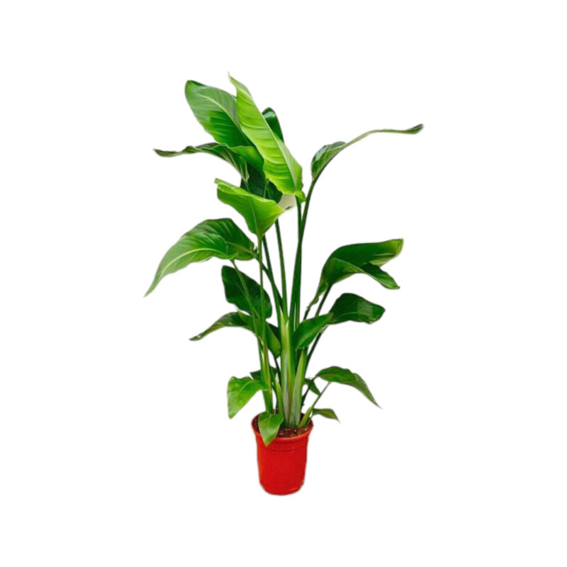 Strelitzia Nicolai 100cm - Kamerplant
