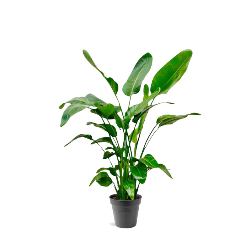 Strelitzia Nicolai 145cm - Kamerplant