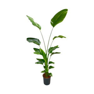 Strelitzia Nicolai 170cm - Kamerplant