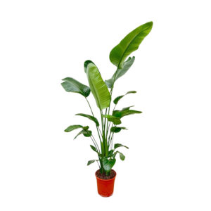 Strelitzia Nicolai 200cm - Kamerplant