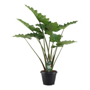 Alocasia Portodora 140cm