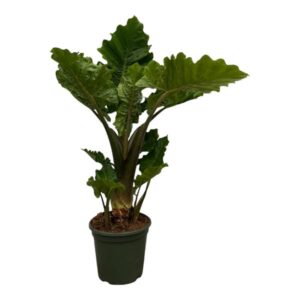 Alocasia Low Raider 75cm