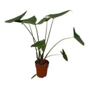 Alocasia Zebrina 80cm
