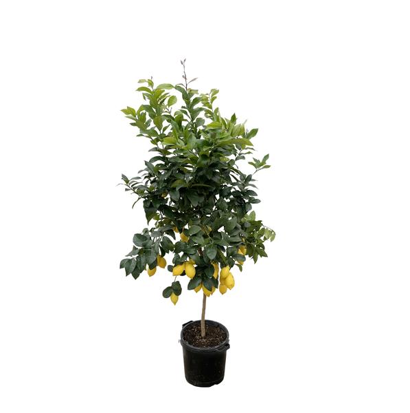 Citroenboom 200cm