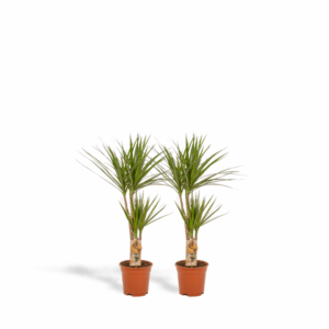 Dracaena 90cm (2 stuks)