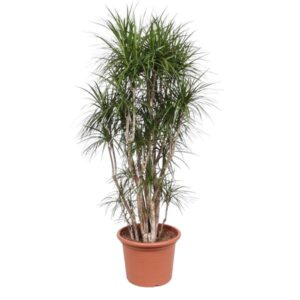 Dracaena Marginata vertakt 220cm
