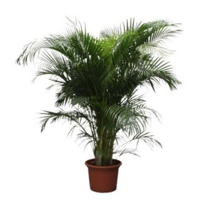 Areca Palm 230cm