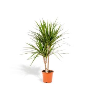 Dracaena Marginata 90cm