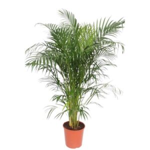 Areca Palm 150cm