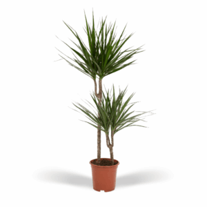 Dracaena Marginata 100cm