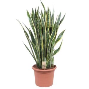 Sansevieria Laurentii 100cm