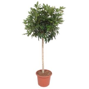 Schefflera Arboricola Compacta boom 190cm