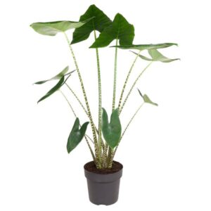 Alocasia Zebrina 130cm