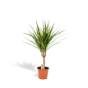 Dracaena Marginata 60cm
