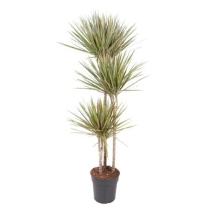 Dracaena Bicolor 150cm