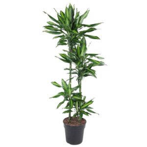 Dracaena Cintho 150cm