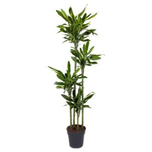 Dracaena Golden Coast 170cm