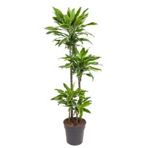 Dracaena Golden Coast 140cm