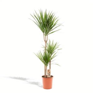 Dracaena Marginata 120cm
