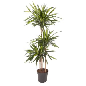 Dracaena Riki 140cm