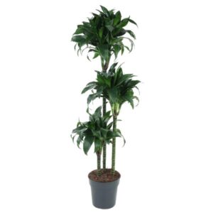 Dracaena Tatuade 140cm