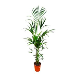 Kentia Palm 180cm