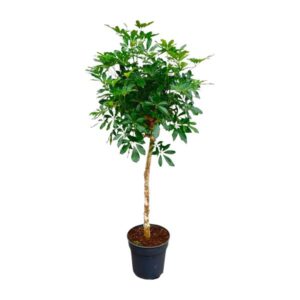 Schefflera op stam 170cm