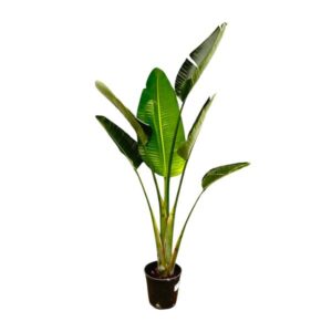 Strelitzia Augusta 180cm