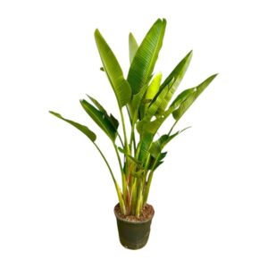 Strelitzia Augusta multi stam XXL 225cm