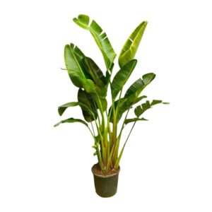 Strelitzia Augusta multi stam XXL 250cm