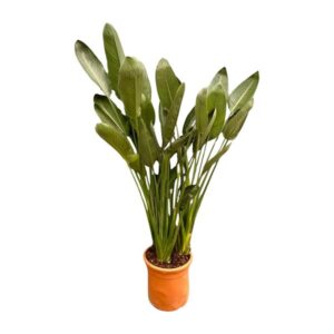 Strelitzia Reginae XXL 200cm