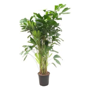 Caryota Mitis 160cm