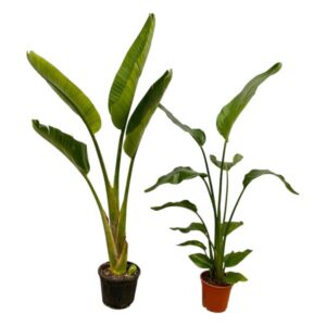 Strelitzia Nicolai + Strelitzia Augusta 100cm