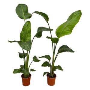 Strelitzia Nicolai 100cm (2 stuks)