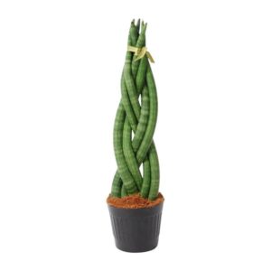 Sansevieria Cylindrica 'Twist' 40cm