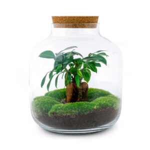 Planten Terrarium - Billie Bonsai